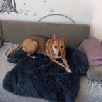 Pupniture™ Protector Calming Pet Bed photo review