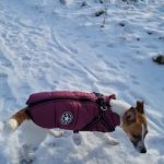 PetGishi™ Dog jacket With Built-in Harness photo review