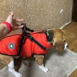 PetGishi™ Dog jacket With Built-in Harness photo review