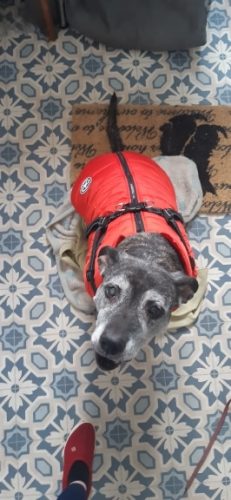 PetGishi™ Dog jacket With Built-in Harness photo review