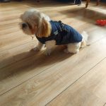 PetGishi™ Dog jacket With Built-in Harness photo review