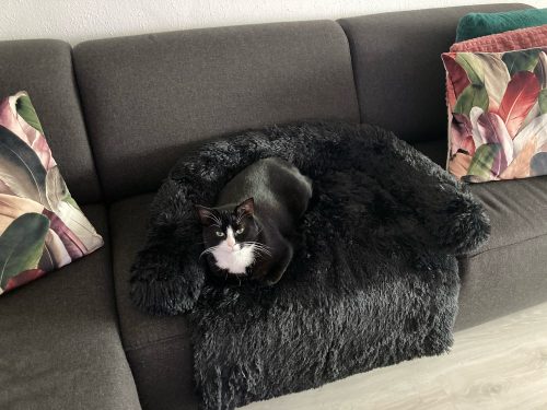 Pupniture&trade; Protector Calming Pet Bed photo review