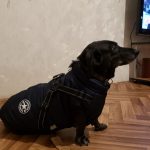 PetGishi™ Dog jacket With Built-in Harness photo review