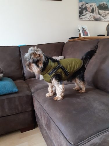 PetGishi™ Dog jacket With Built-in Harness photo review