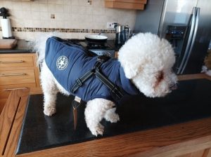 PetGishi™ Dog jacket With Built-in Harness photo review