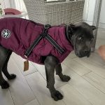 PetGishi™ Dog jacket With Built-in Harness photo review