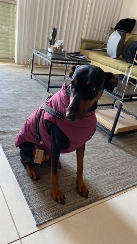 PetGishi™ Dog jacket With Built-in Harness photo review