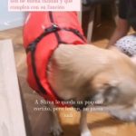 PetGishi™ Dog jacket With Built-in Harness photo review