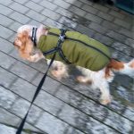 PetGishi™ Dog jacket With Built-in Harness photo review
