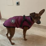 PetGishi™ Dog jacket With Built-in Harness photo review