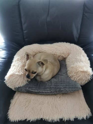Pupniture&trade; Protector Calming Pet Bed photo review