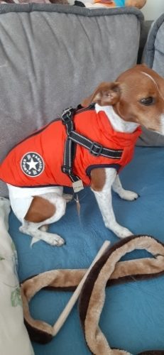 PetGishi™ Dog jacket With Built-in Harness photo review