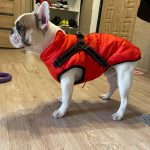 PetGishi™ Dog jacket With Built-in Harness photo review