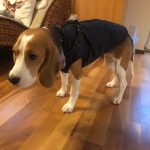 PetGishi™ Dog jacket With Built-in Harness photo review