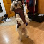 PetGishi™ Dog jacket With Built-in Harness photo review