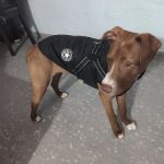 PetGishi™ Dog jacket With Built-in Harness photo review