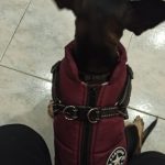 PetGishi™ Dog jacket With Built-in Harness photo review
