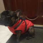 PetGishi™ Dog jacket With Built-in Harness photo review
