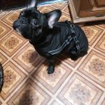 PetGishi™ Dog jacket With Built-in Harness photo review