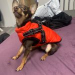 PetGishi™ Dog jacket With Built-in Harness photo review