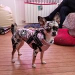 PetGishi™ Dog jacket With Built-in Harness photo review