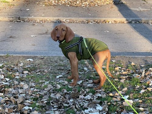 PetGishi™ Dog jacket With Built-in Harness photo review