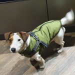 PetGishi™ Dog jacket With Built-in Harness photo review