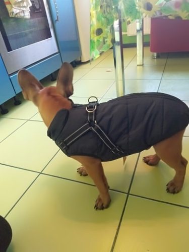 PetGishi™ Dog jacket With Built-in Harness photo review