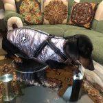 PetGishi™ Dog jacket With Built-in Harness photo review