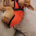 PetGishi™ Calming Dog jacket With Built-in Harness photo review