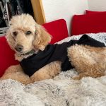 Pupniture&trade; Protector Calming Pet Bed photo review