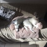 Pupniture&trade; Protector Calming Pet Bed photo review