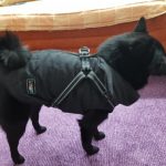 PetGishi™ Dog jacket With Built-in Harness photo review