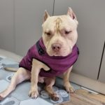 PetGishi™ Dog jacket With Built-in Harness photo review