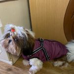 PetGishi™ Dog jacket With Built-in Harness photo review