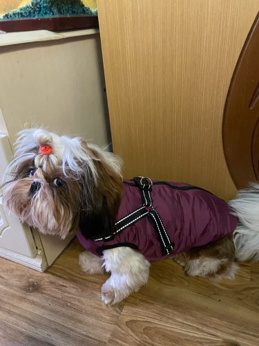 Click to view full screen PetGishi™ Dog jacket With Built-in Harness photo review