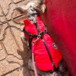 PetGishi™ Dog jacket With Built-in Harness photo review
