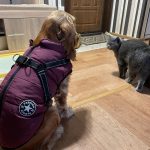 PetGishi™ Calming Dog jacket With Built-in Harness photo review