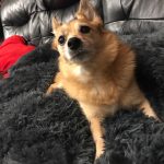 Pupniture™ Protector Calming Pet Bed photo review