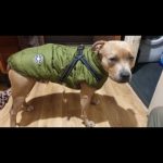 PetGishi™ Dog jacket With Built-in Harness photo review