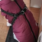PetGishi™ Dog jacket With Built-in Harness photo review