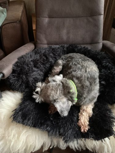 Pupniture&trade; Protector Calming Pet Bed photo review