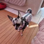 PetGishi™ Dog jacket With Built-in Harness photo review