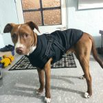 PetGishi™ Dog jacket With Built-in Harness photo review