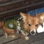 PetGishi™ Dog jacket With Built-in Harness photo review
