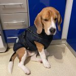 PetGishi™ Dog jacket With Built-in Harness photo review