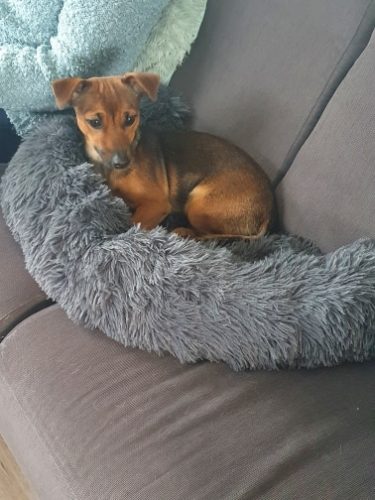 Click to view full screen Pupniture™ Protector Calming Pet Bed photo review