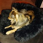 Pupniture&trade; Protector Calming Pet Bed photo review