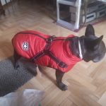 PetGishi™ Calming Dog jacket With Built-in Harness photo review