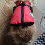 PetGishi™ Dog jacket With Built-in Harness photo review